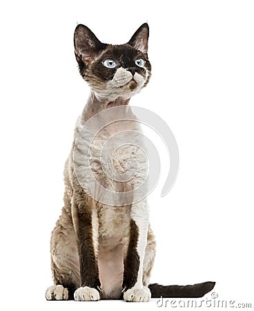 Devon rex staring sitting Stock Photo