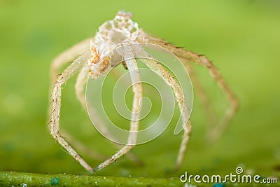Devoured spider Stock Photo