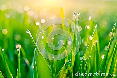 Dew on blades of grass Stock Photo