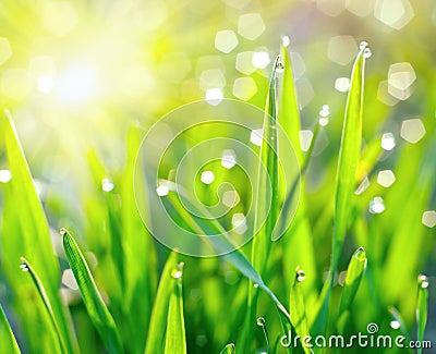 Dew on blades of grass Stock Photo