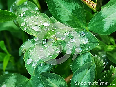 Dew on clover Stock Photo
