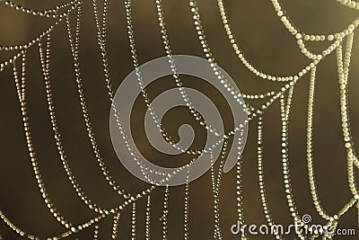 Dew Cobweb. Morning Light Reflect in Spider Web. Stock Photo