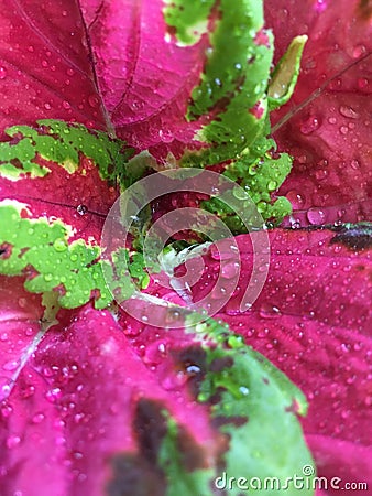 Dew-covered Coleus Stock Photo