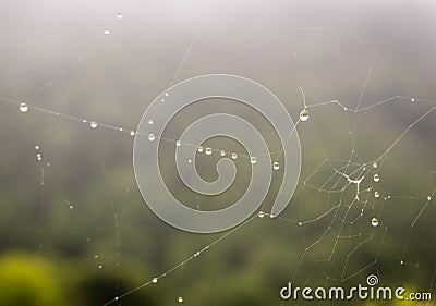 Dew covered spiderwebs in the grass at sunrise with fog at background Stock Photo