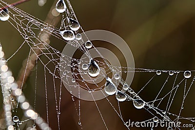 Dew covered spiderwebs in the Everglades. Stock Photo