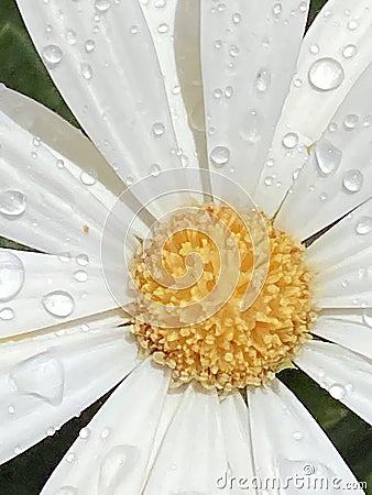 Dew on a daisy Stock Photo