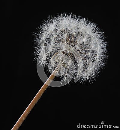 Dew on Dandelion Macro Stock Photo