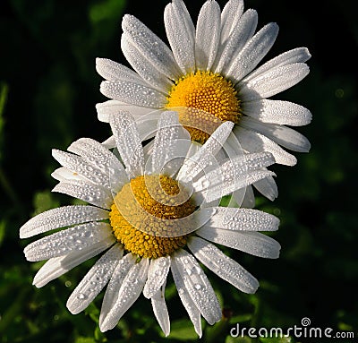 Dew drenched daisies in the morning sun Stock Photo