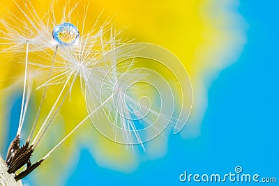 Dew drop in dandelion seeds with flower relfection Stock Photo