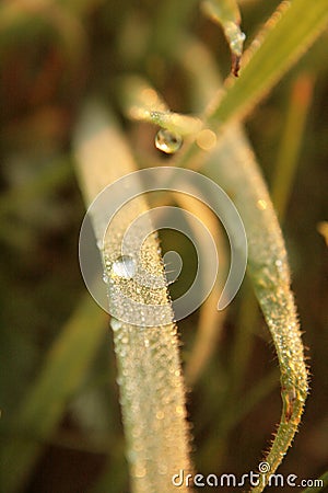 Dew and drop in the morning the leaves Stock Photo