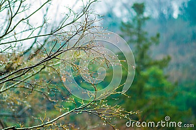 Dew or Drop of water dry branch of tree Stock Photo