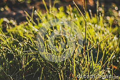 Dew drops on bright green grass , field , sunrise , sunlight illuminates the dew and herbs Stock Photo