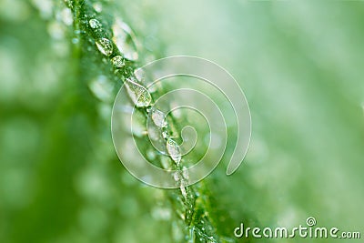 Dew drops on the cucumber foliage Stock Photo