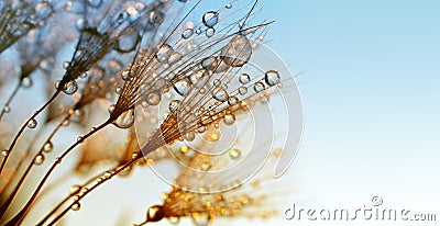 Dew drops on a dandelion seeds at sunrise. Stock Photo