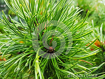 Intense green spruce up close Stock Photo