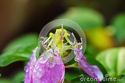 Dew drops on flower Dissotis rotundifolia Stock Photo