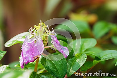 Dew drops on flower Dissotis rotundifolia Stock Photo