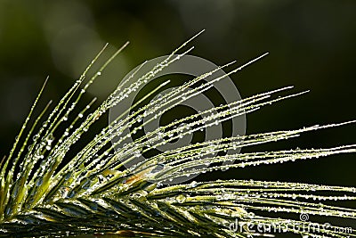 Dew drops on grass spikelet Stock Photo