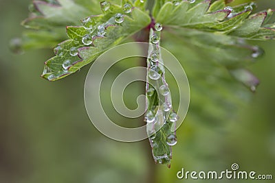 Dew drops on green flower Stock Photo