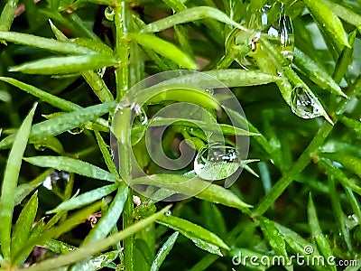 dew drops on green grass Stock Photo