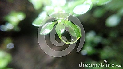 dew drops on the green grass in the morning Stock Photo