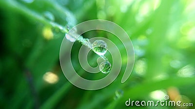 dew drops on the green grass in the morning Stock Photo