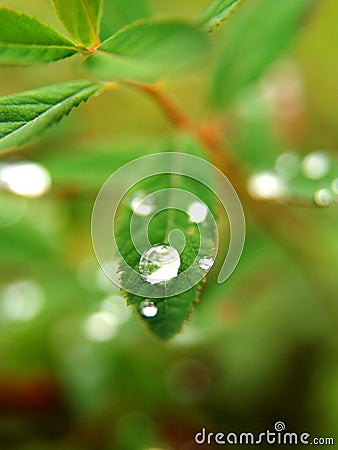 Dew drops on leaves Stock Photo