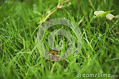 Dew drops in lush green grass Stock Photo