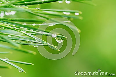 Dew drops on pine needles Stock Photo
