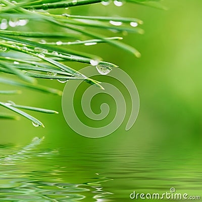 Dew drops on pine needles Stock Photo