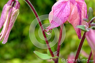 Dew drops on spring floers Stock Photo