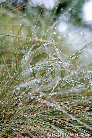 Dew drops Stock Photo