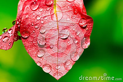 Dew forming on a leaf colorful pink - stock image Stock Photo