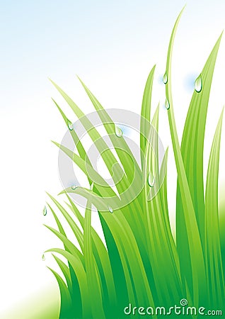 Dew on a grass. Vector Illustration