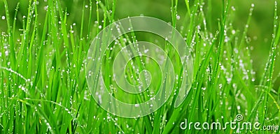 dew on the grass close up photo water droplets on green grass rain on the grass Stock Photo