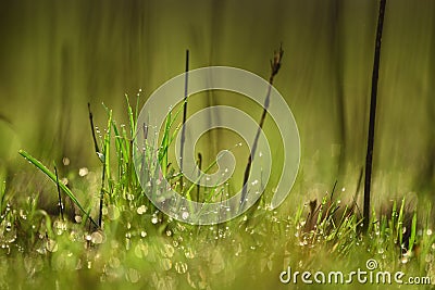Dew on grass. Stock Photo