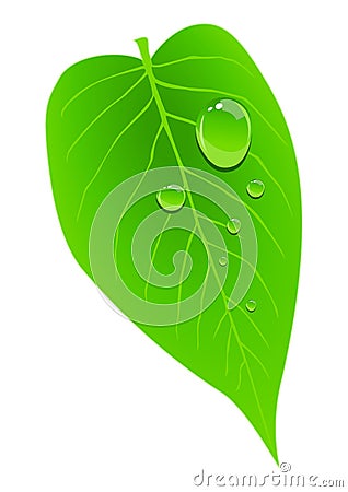 Dew on Leaf Vector Illustration