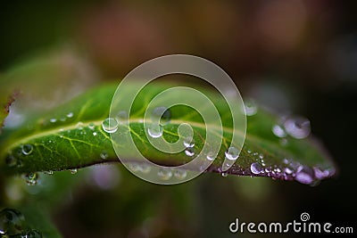 Dew leaf green plant Thread Water droplets Stock Photo