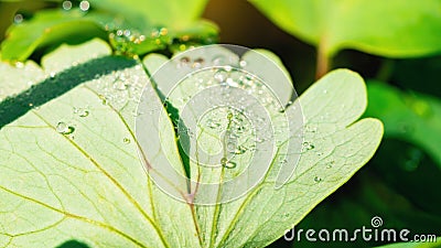 Dew on the leaves of aquilegia macro photography. Water drops on plant leaves close-up with copy space Stock Photo