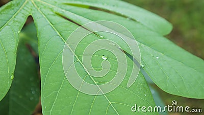 Dew on the leaves of cassava Stock Photo