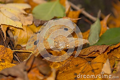 Dew on the leaves in a wonderful autumn day Stock Photo