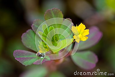 Dew on Little Hop Clover, Trifolium dubium Stock Photo