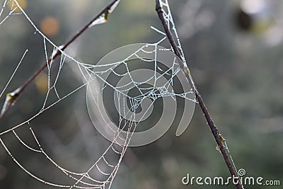 Dew in the morning sun on spider`s web. Detail spider thread Stock Photo