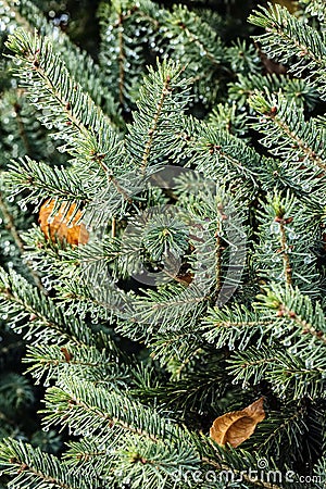 Dew on the needles of spruce. Stock Photo