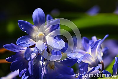 Dew or rain drops on blue siberian squill flowers Stock Photo