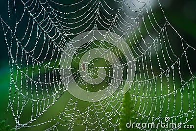 Dew on spider in morning Stock Photo