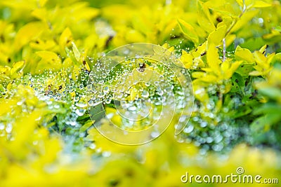 Dew on a spider perched fiber on top of yellow leaves at Khun Wa Stock Photo