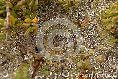 Dew on a spider trap Stock Photo