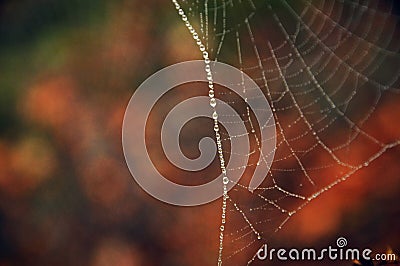 Dew on a spider web in autumn forest Stock Photo