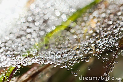 Dew on spider web. Stock Photo